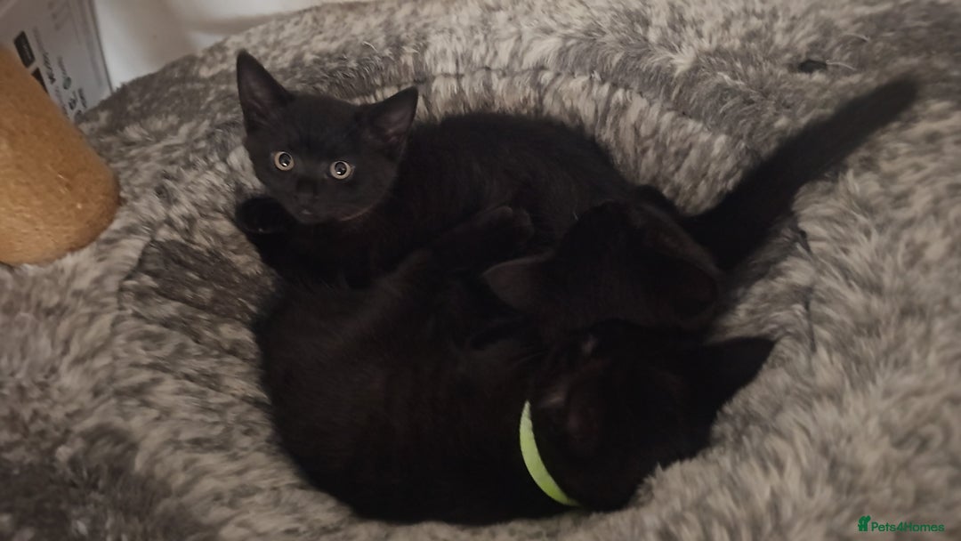 British Shorthair cats for sale:  🐾 Gorgeous Black Kittens – 11 Weeks Old 🐾   - Image 18