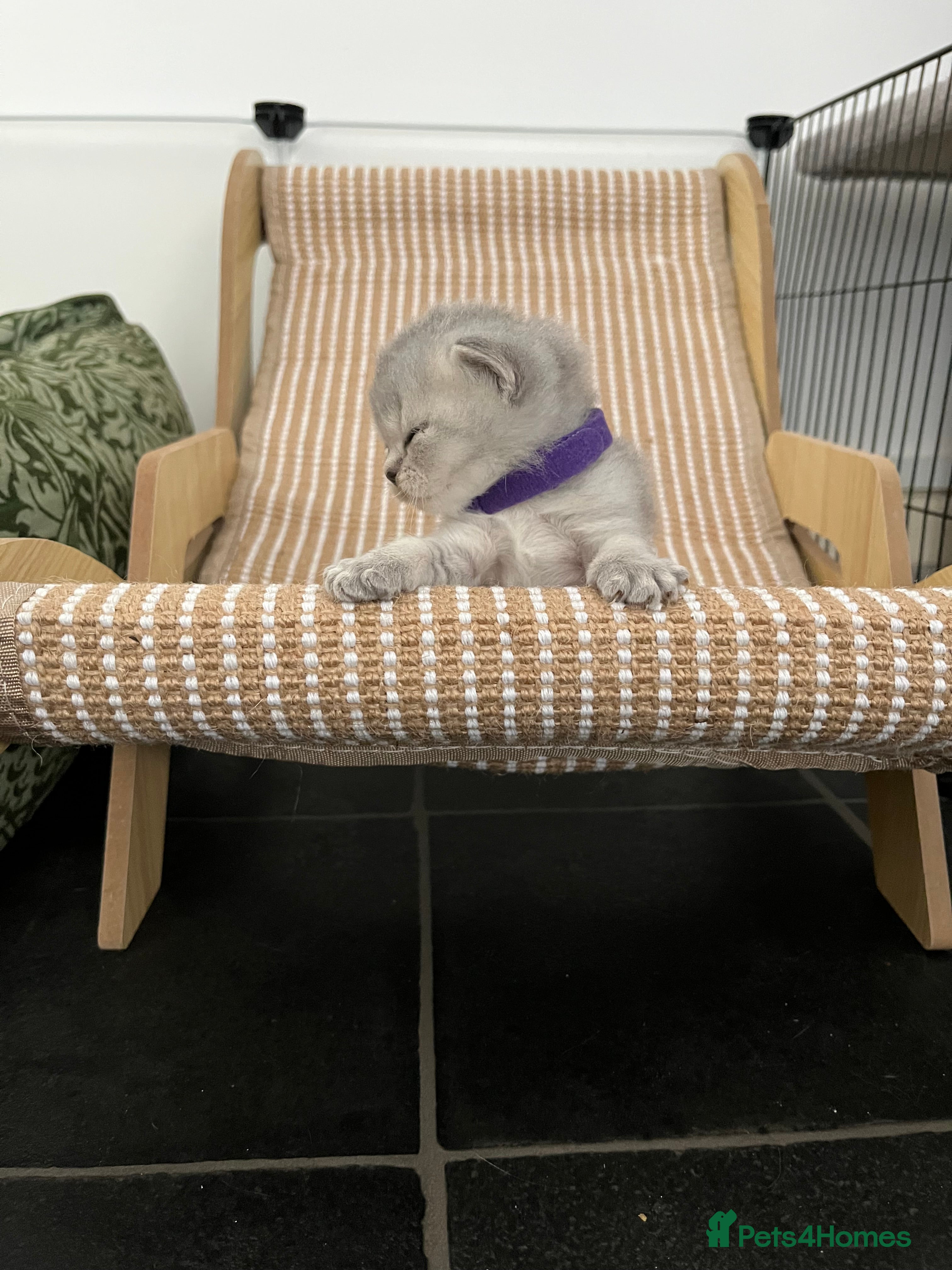British Shorthair cats Grand Imperial Champion Parent & Grandparents. - Advert 18