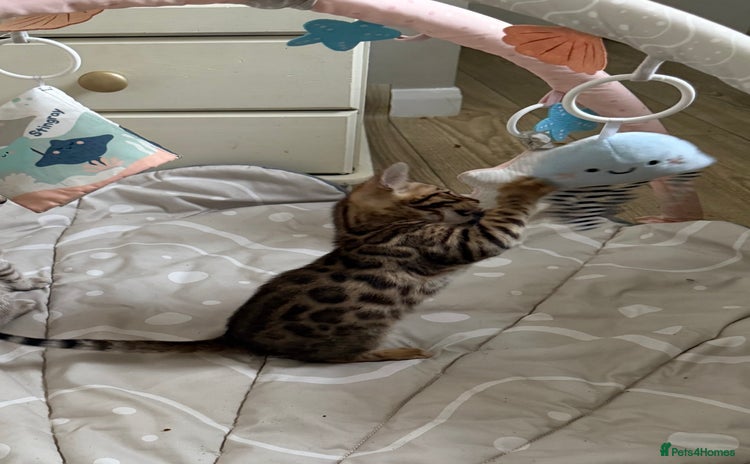 Bengal cats - Advert 13