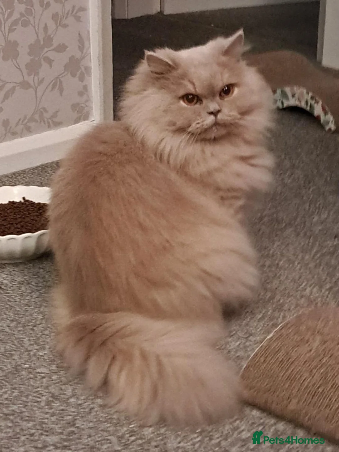 British Longhair cats for sale: Gorgeous BLH Kittens - Advert 2