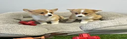 Welsh Corgi Pembroke dogs for sale: Extensively DNA tested clear Puppies  - Advert 5