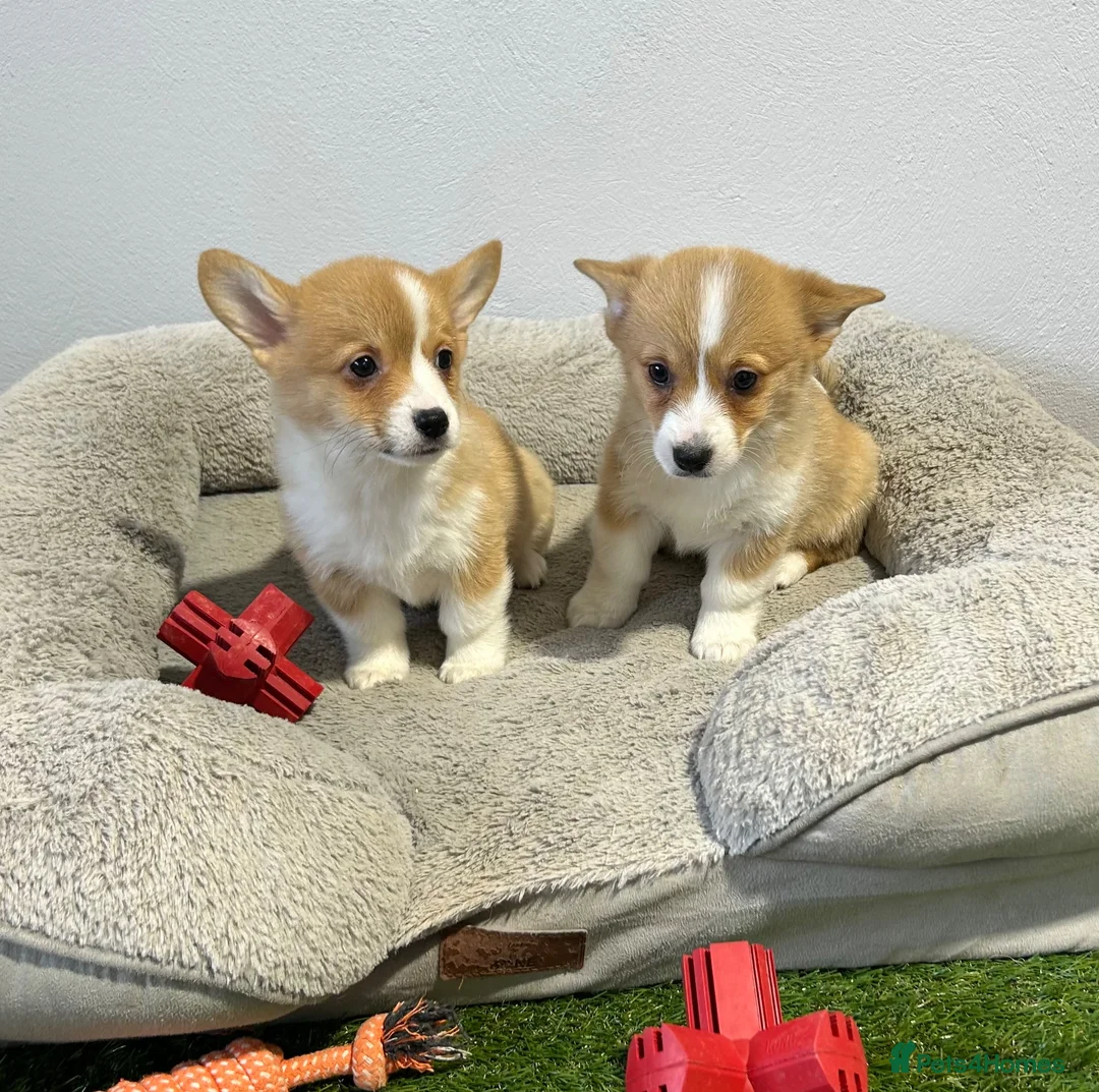 Welsh Corgi Pembroke dogs for sale: Extensively DNA tested clear Puppies  - Advert 5
