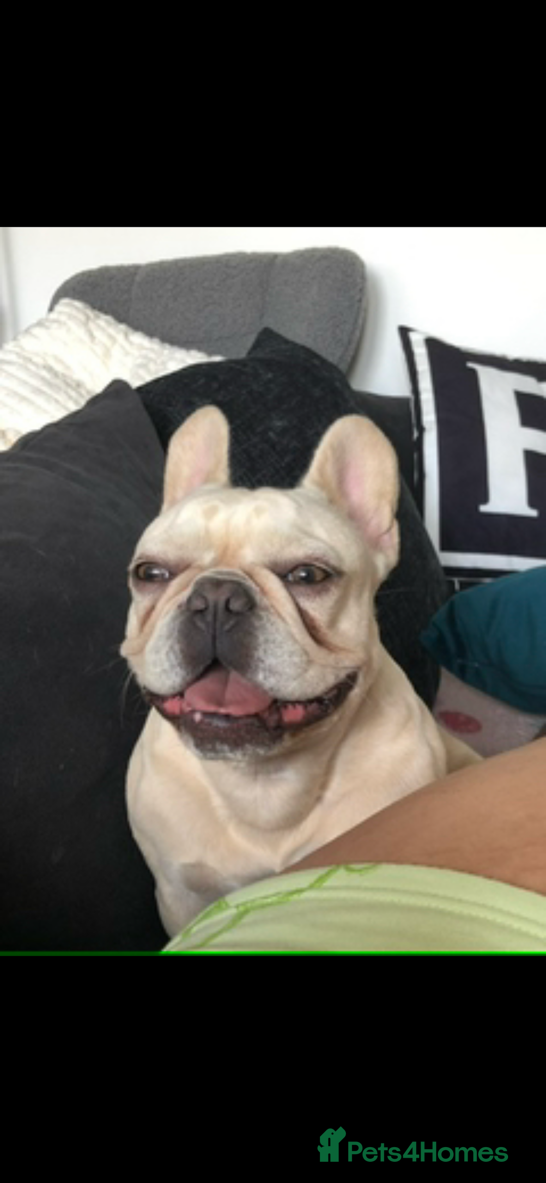 French Bulldog dogs for sale: French bulldog puppies - Advert 4