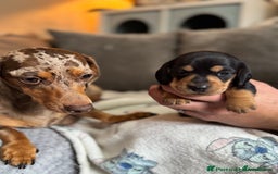 Miniature Dachshund dogs for sale: 4 Stunning Minuature Daschunds!!  - Image 7