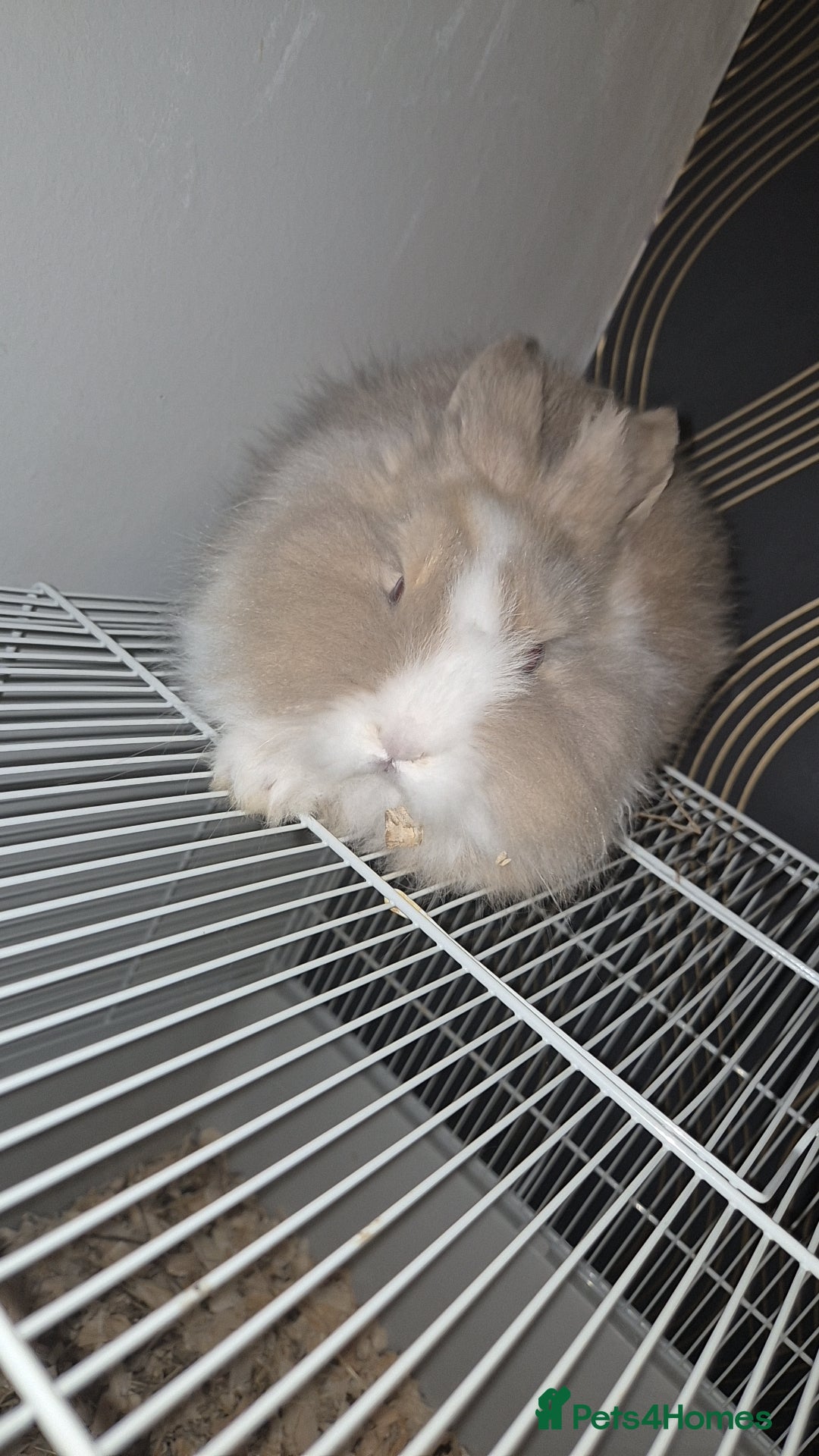 Mixed Breed rabbits for sale: Two rabbits for sale  - Advert 2