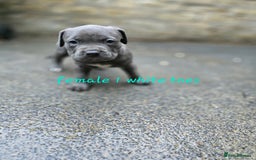 American Bulldog dogs for sale: American bulldog puppies - Image 2