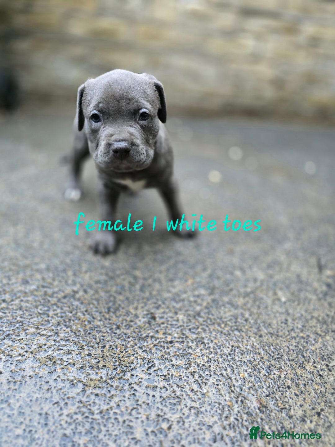 American Bulldog dogs for sale: American bulldog puppies - Image 2