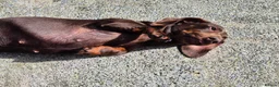 Miniature Dachshund dogs for sale: ADULT MINIATURE DACHSHUND FEMALE - Advert 1