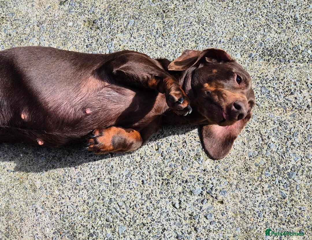 Miniature Dachshund dogs for sale: ADULT MINIATURE DACHSHUND FEMALE - Advert 1