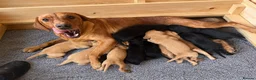 Labrador Retriever dogs for sale: Labrador retriever puppies - Advert 3