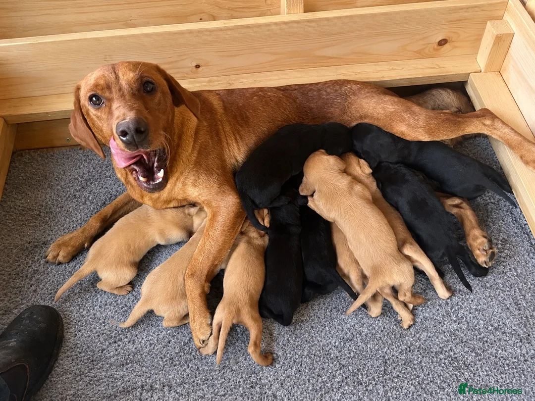 Labrador Retriever dogs for sale: Labrador retriever puppies - Advert 3