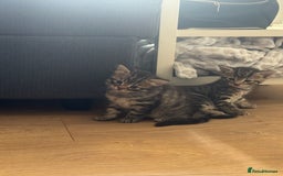Mixed Breed cats for sale: Lovely little tabby kittens - Image 3