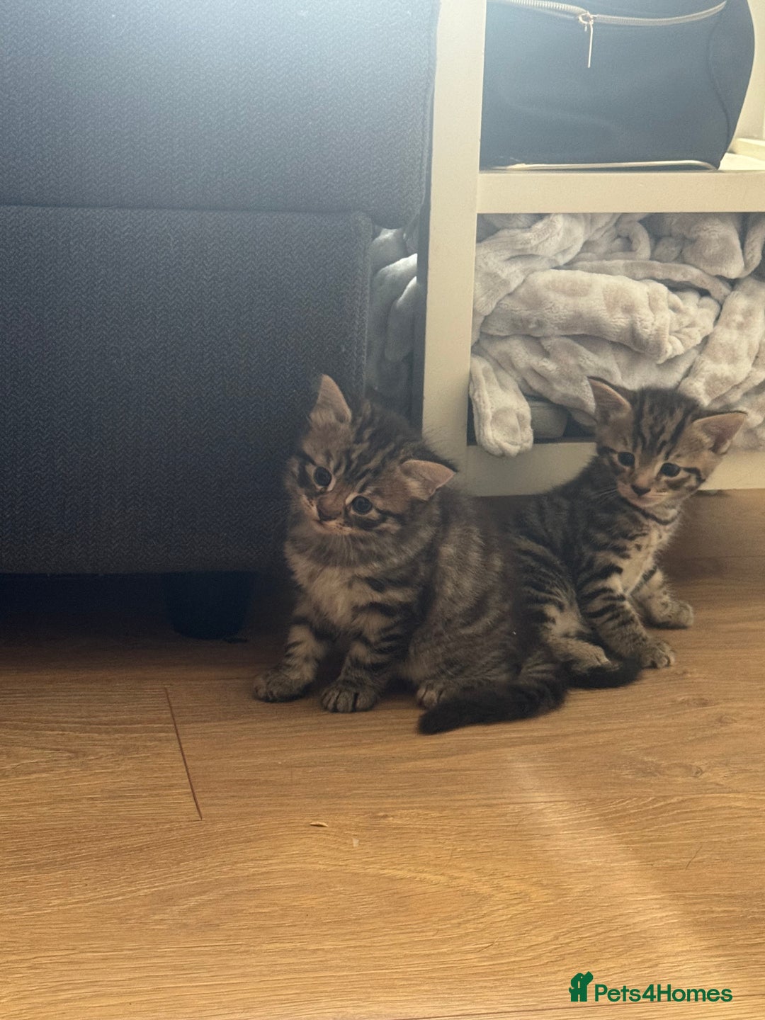 Mixed Breed cats for sale: Lovely little tabby kittens - Image 3