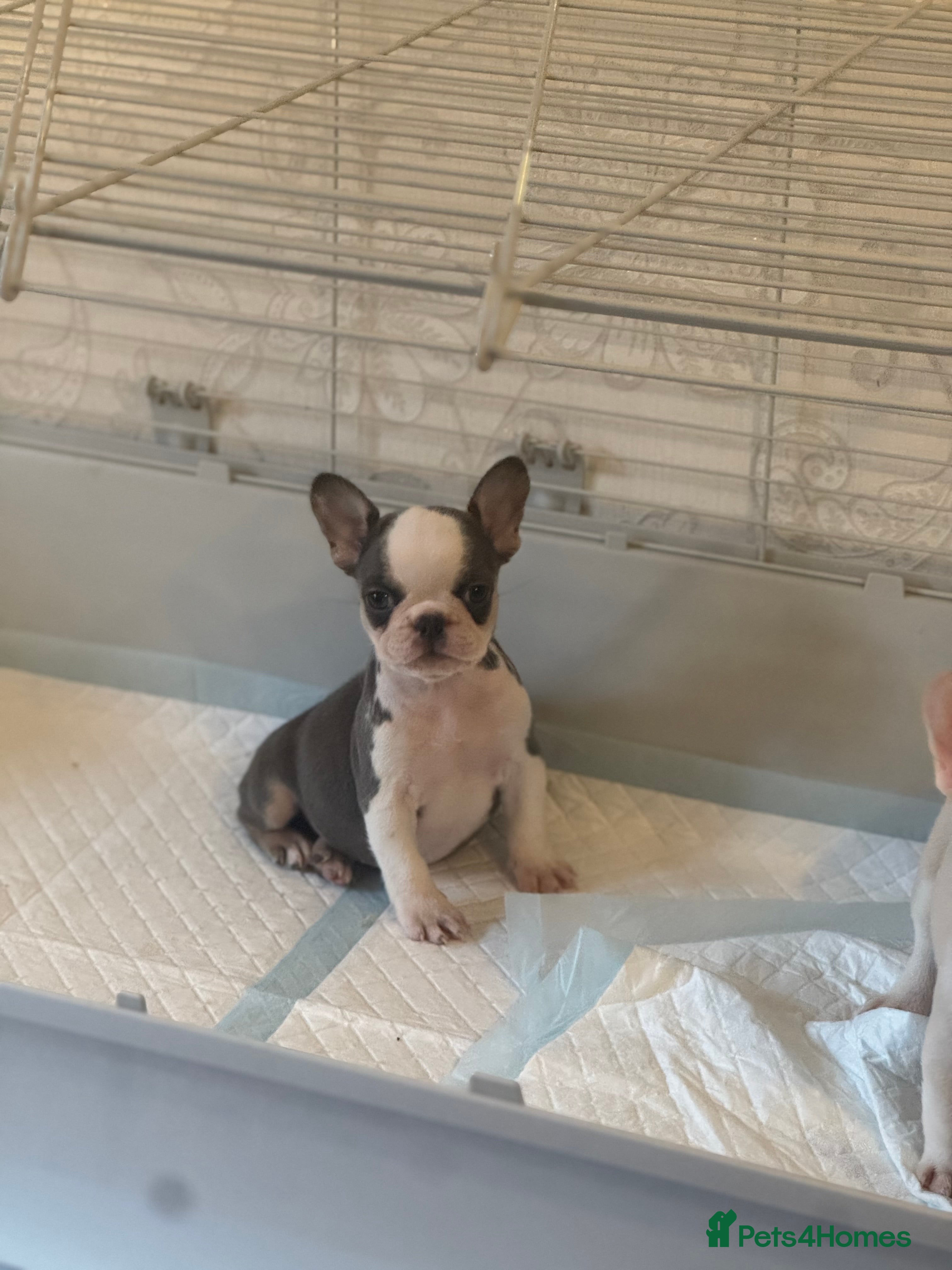 French Bulldog dogs PRICE DROP Beautiful Litter Of French Bulldogs - Advert 3