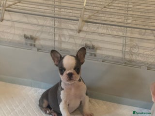 French Bulldog dogs PRICE DROP Beautiful Litter Of French Bulldogs - Advert 3