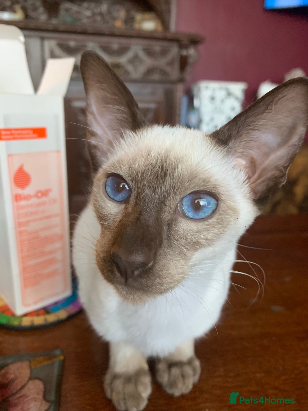 Siamese cats for sale: Male Chocolate Point Siamese  - Image 5