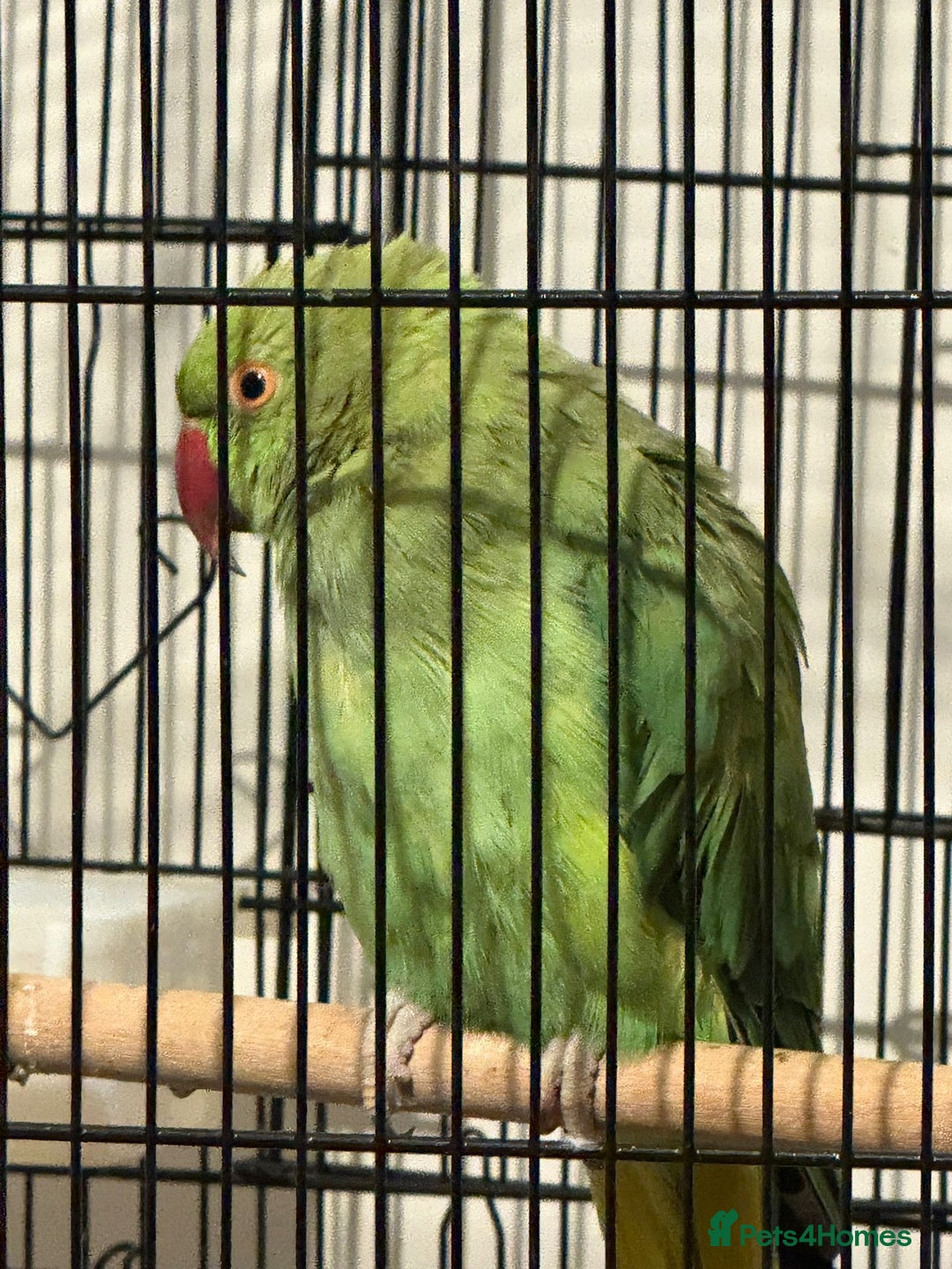 Parakeets birds for sale: Ring neck  - Image 3