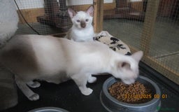 Siamese cats for sale: siamese blue point boy - Image 6