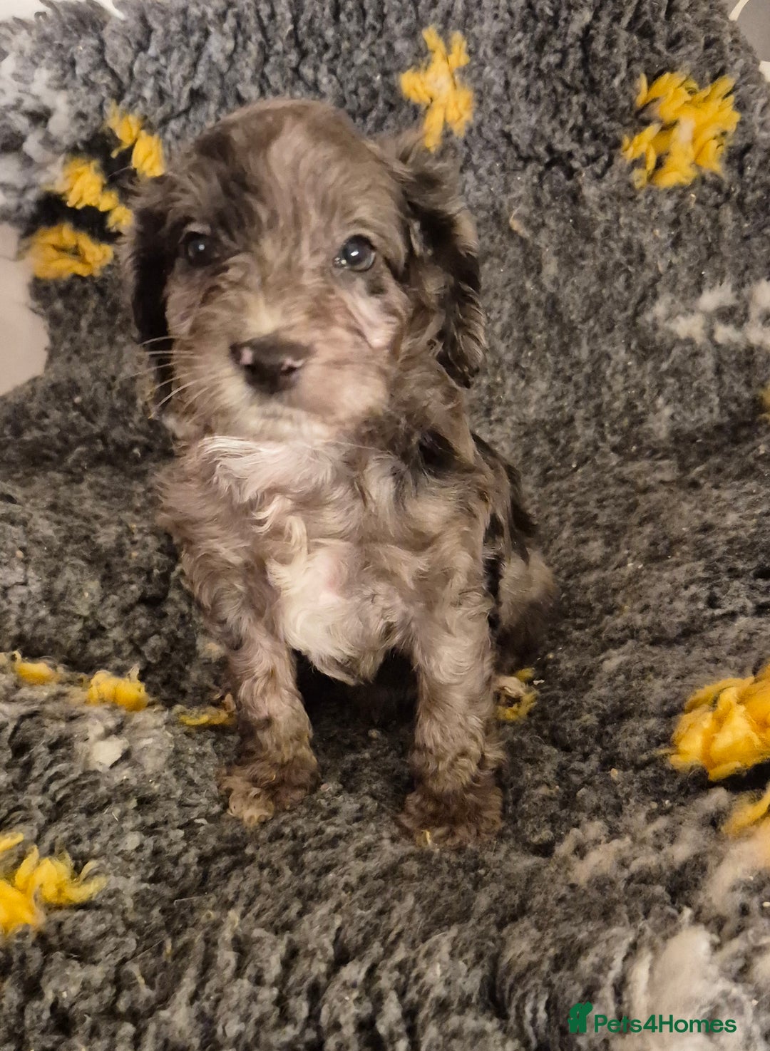 Cockapoo dogs for sale: F1 cockapoo's - ready next week  - Advert 4