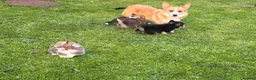 Welsh Corgi Pembroke dogs for sale: Kc pembroke corgi puppies - Advert 3