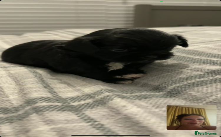 Shih Tzu dogs 4 adorable shih tzus  - Advert 5