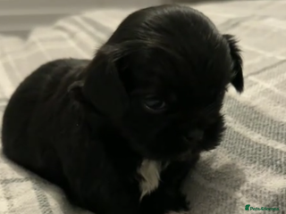 Shih Tzu dogs 4 adorable shih tzus - Advert 3