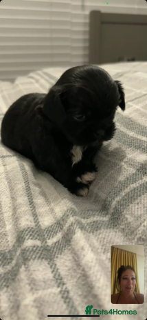 Shih Tzu dogs 4 adorable shih tzus - Advert 5