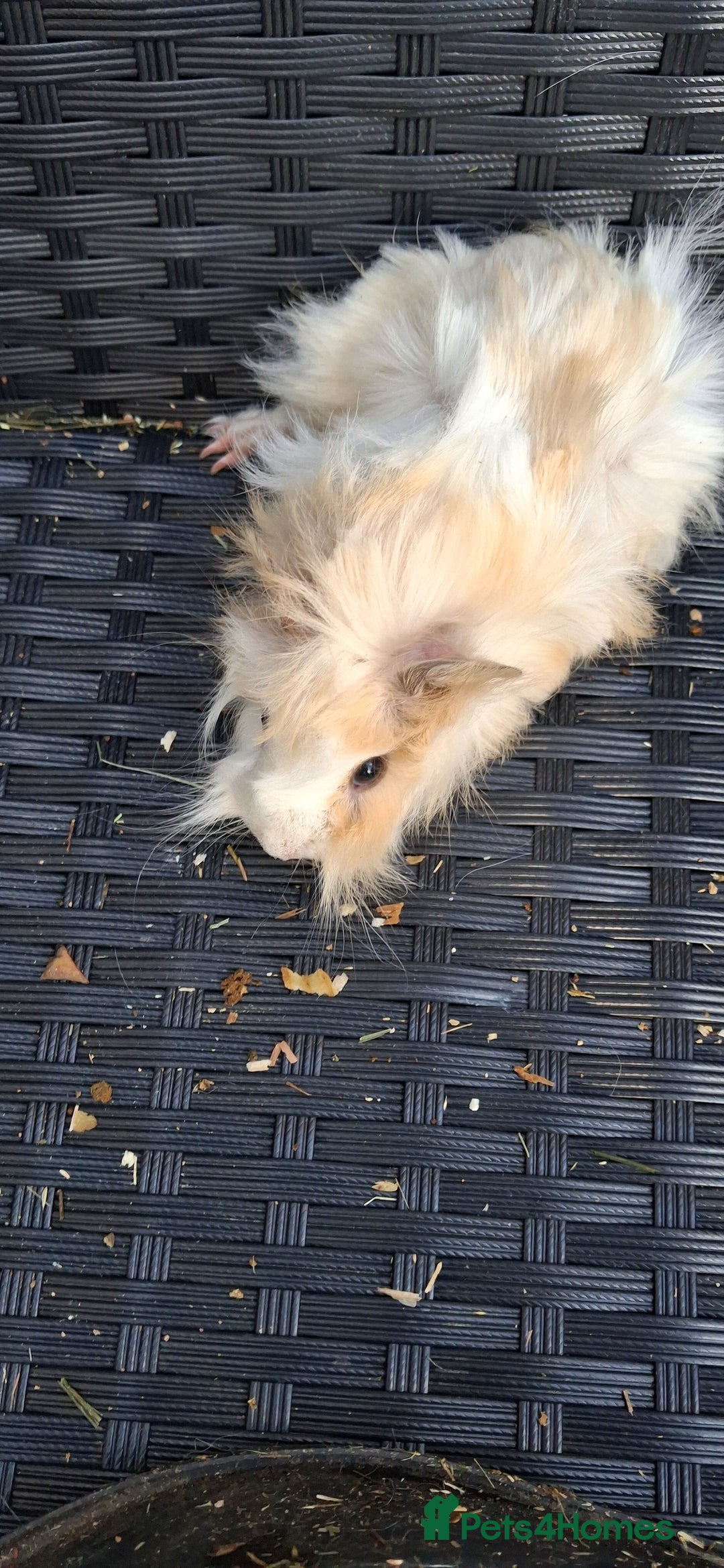 Guinea Pig rodents for sale: Baby boy guinea pigs ready to leave now  - Advert 6