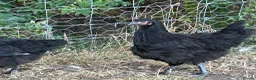 Chickens poultry for sale: French Moran/pekin bantam  - Advert 9