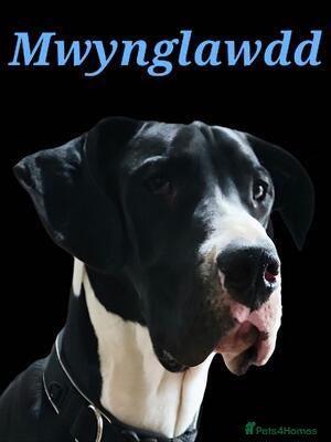 MWYNGLAWDD QUIN'S A QIBBLER - (Quin)