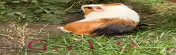 Guinea Pig rodents for sale: Beautiful guinea pigs for sale - Advert 7