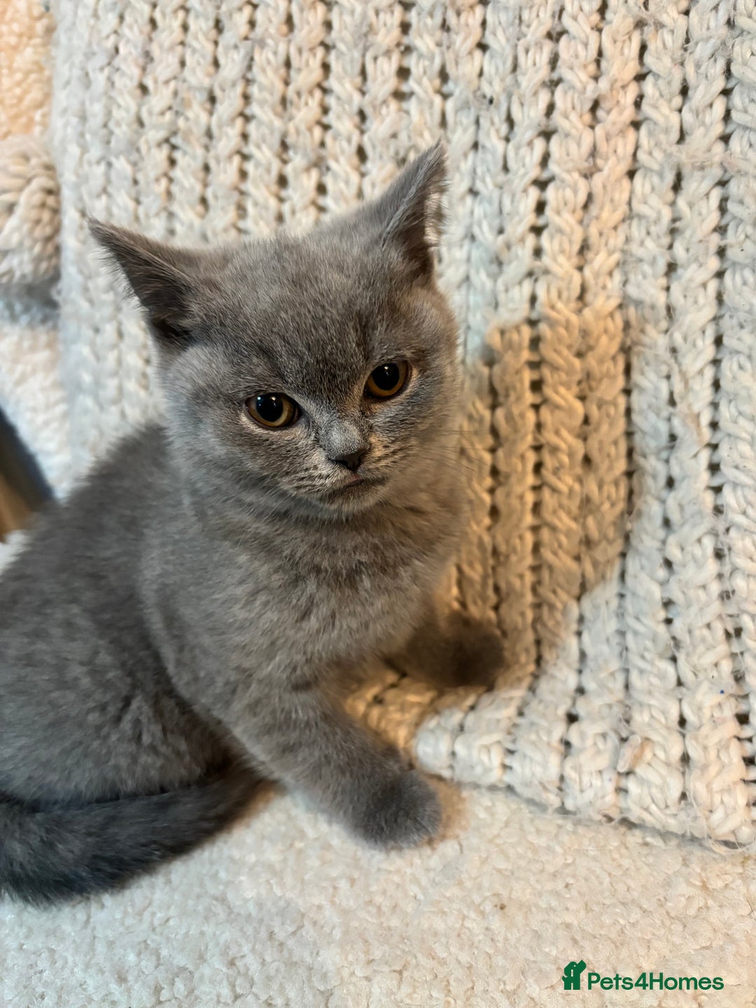 British Shorthair cats for sale: British Short hair kitten available  - Advert 4