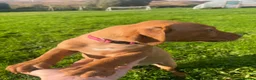 Labrador Retriever dogs for sale: Labrador Dog Pup - Advert 3
