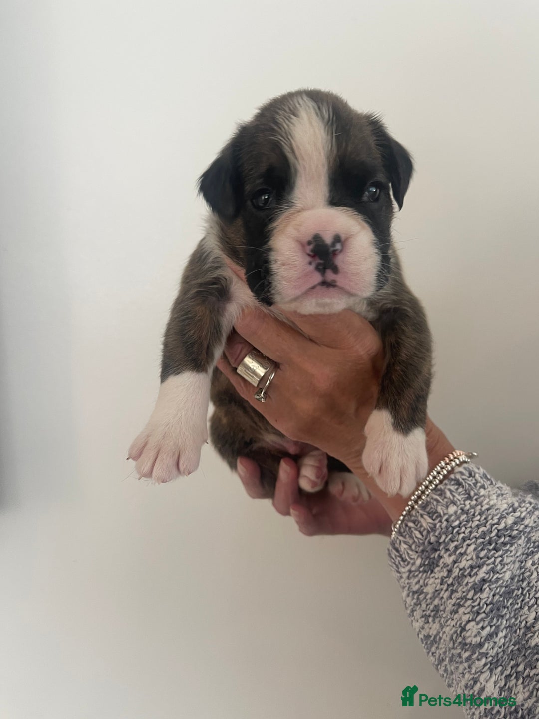 Boxer dogs for sale: Beautiful boxer puppies available  - Image 29