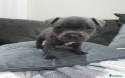 Staffordshire Bull Terrier dogs for sale: blue staffys - Image 12