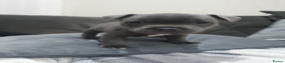 Staffordshire Bull Terrier Puppy 3