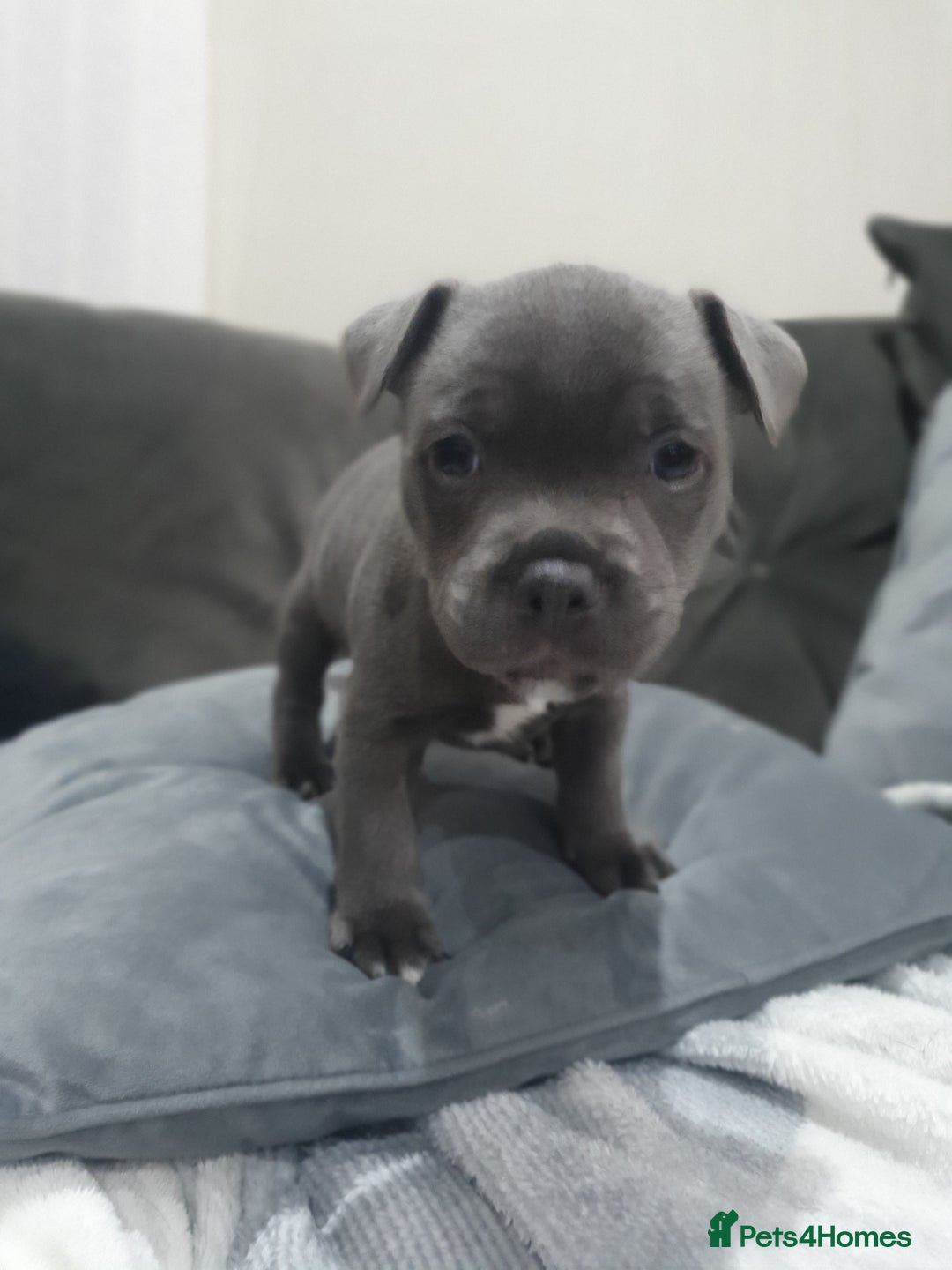 Staffordshire Bull Terrier dogs for sale: blue staffys - Image 12