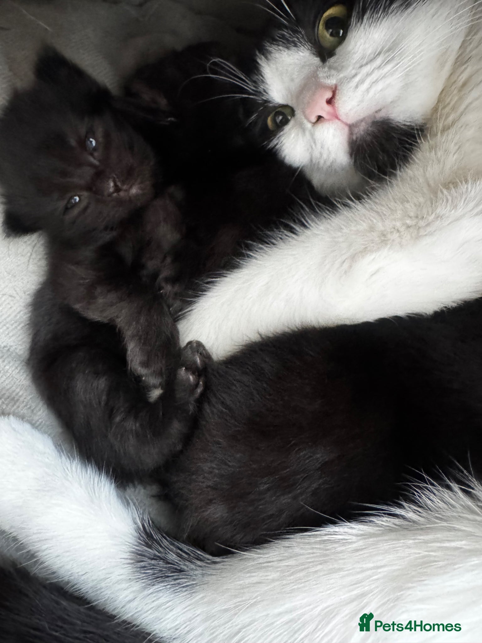 Mixed Breed cats fluffy kitten for sale - Advert 1