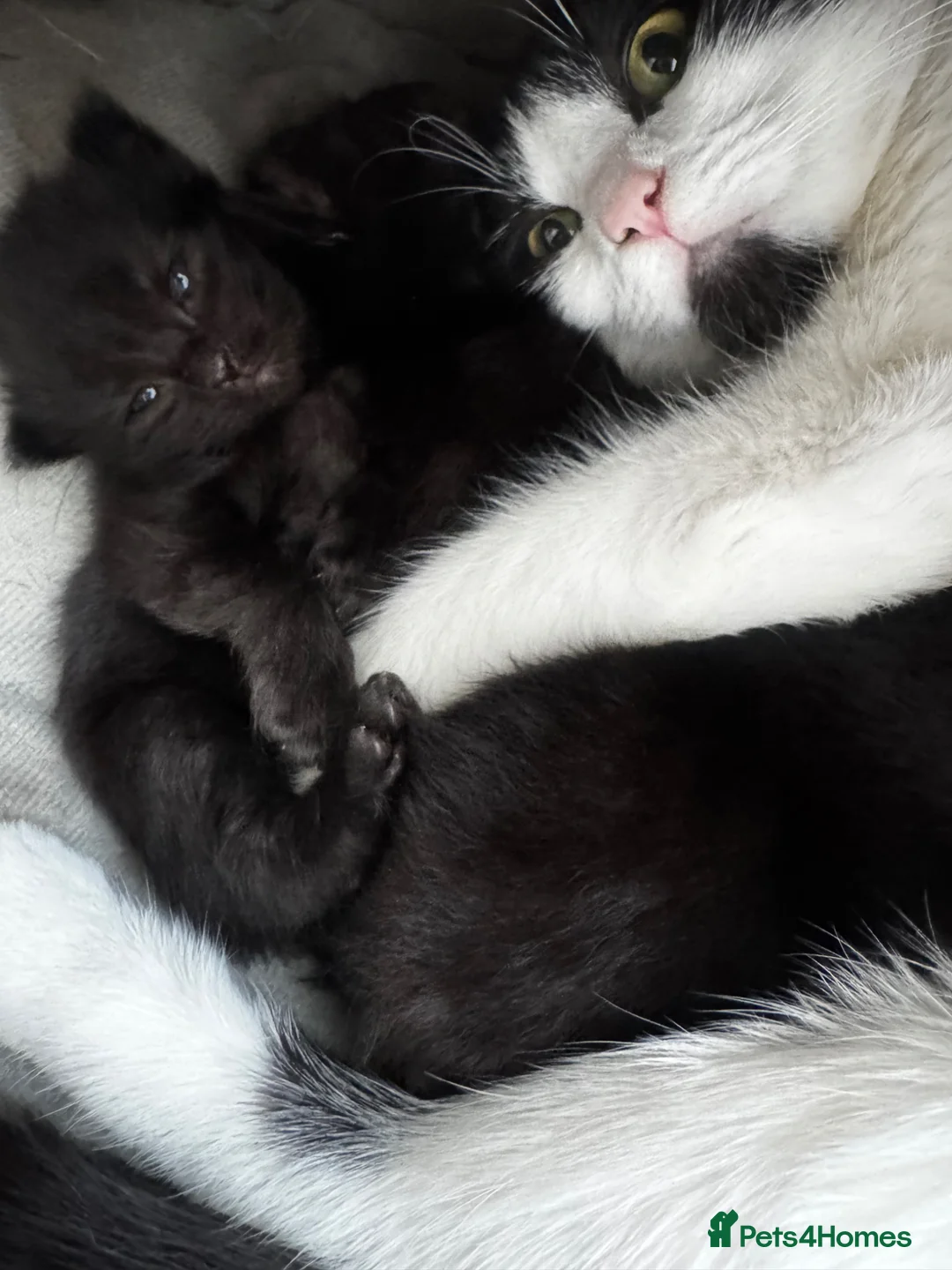 Mixed Breed cats for sale: fluffy kitten for sale - Advert 1