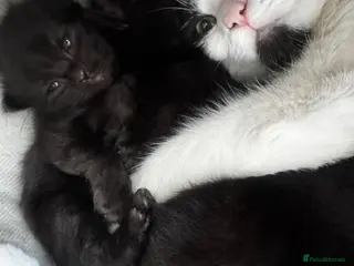 Mixed Breed cats fluffy kitten for sale - Advert 1