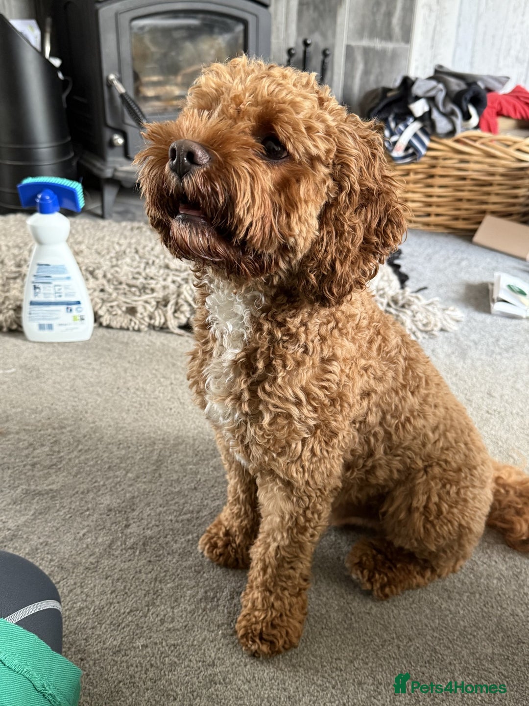 Cavapoo dogs for sale: F2 Cavapoo Puppies - Advert 11
