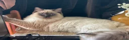 Ragdoll cats for sale: Beautiful Affectionate Ragdoll Cross Kittens - Advert 3
