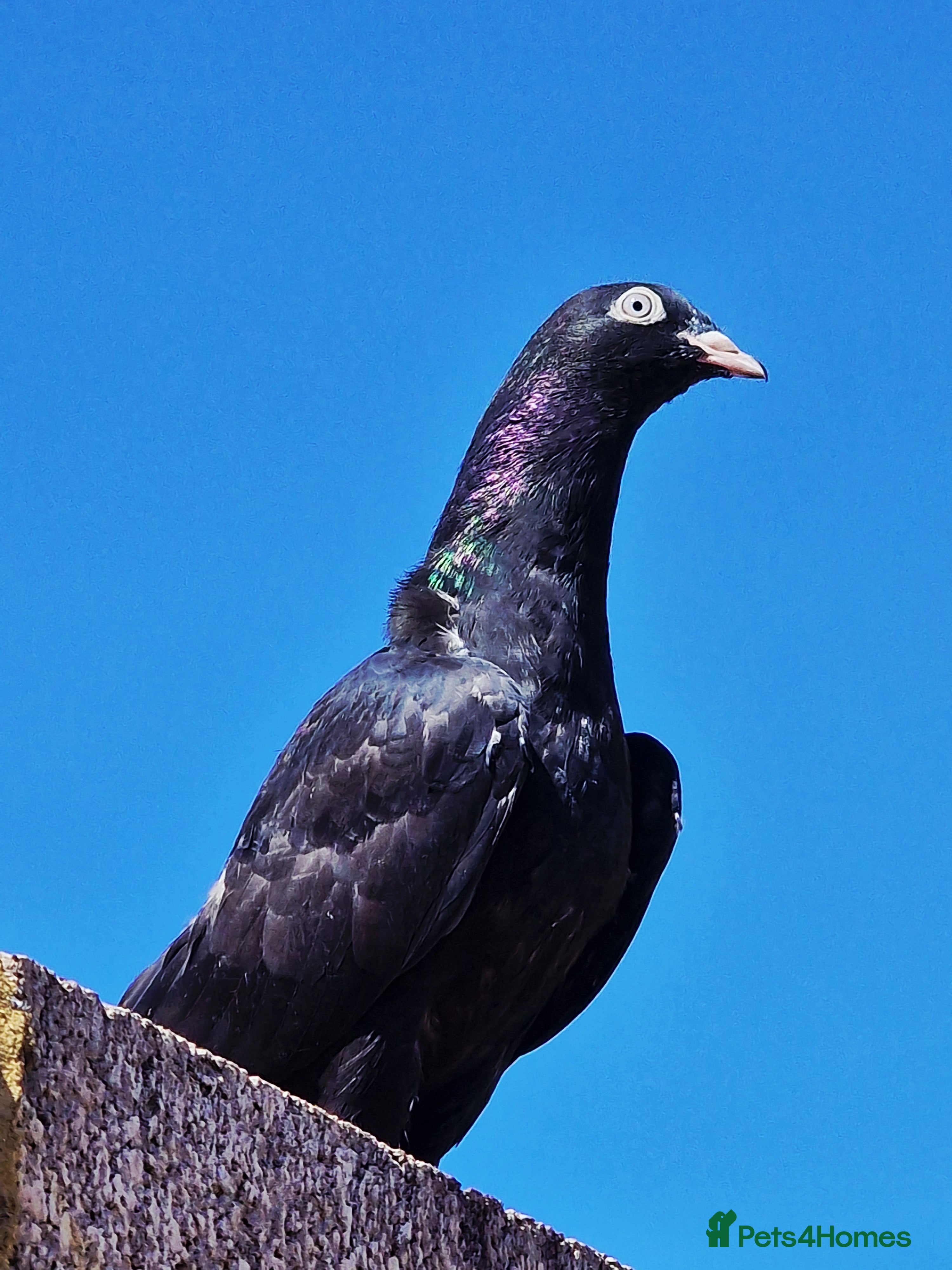 Pigeons birds Zakhs Pakistani High Flying Pigeons  - Advert 1