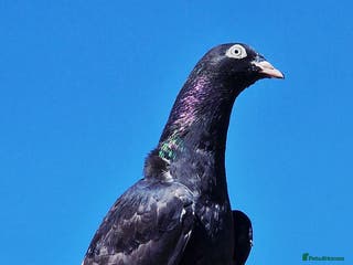 Pigeons birds Zakhs Pakistani High Flying Pigeons - Advert 3