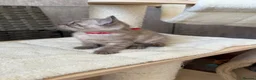 Bengal cats for sale: TICA registered Seal Solid Silver Mink Bengals - Advert 38