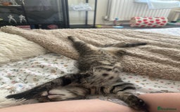 Mixed Breed cats for sale: 2 gorgeous girls tabby and tortoise shell - Image 16