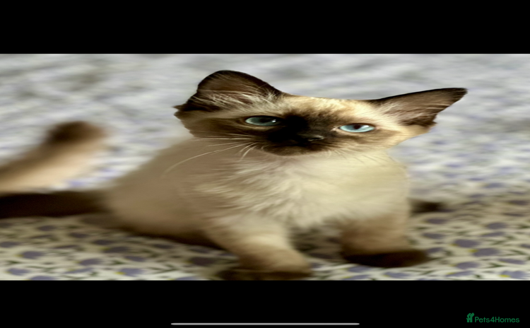 Ragdoll cats - Advert 1