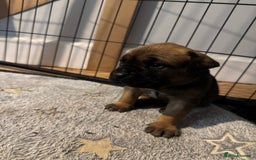 Mixed Breed dogs for sale: American Staff x Bullmastiff Pups  - Image 9