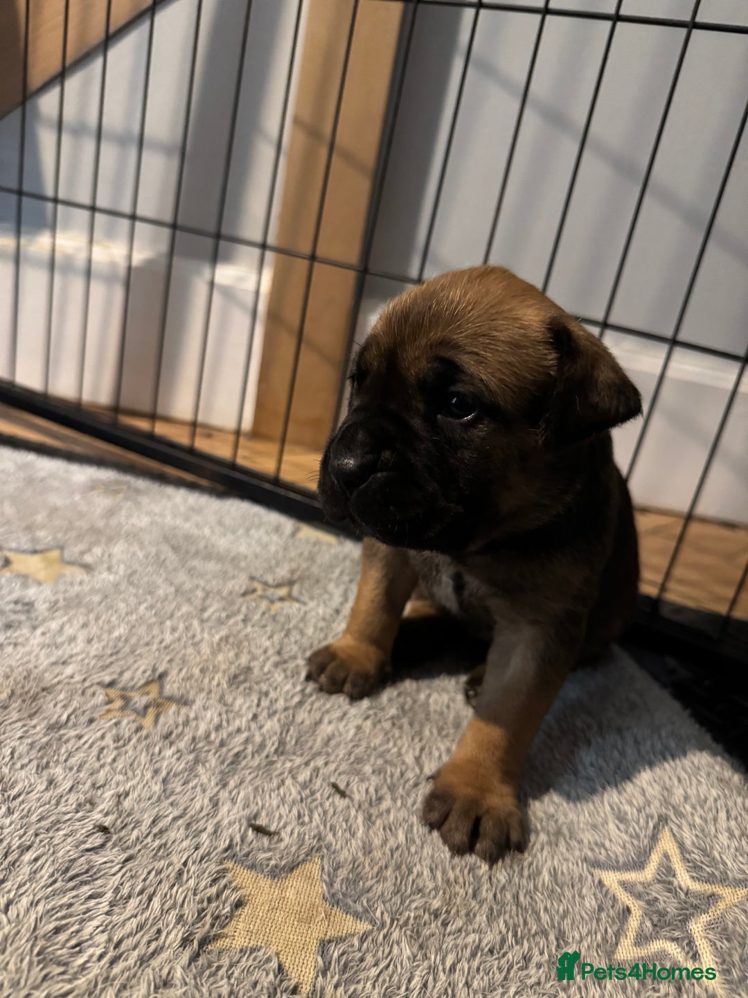 Mixed Breed dogs for sale: American Staff x Bullmastiff Pups  - Image 9