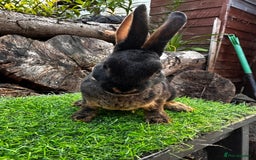 Rex rabbits for sale: Various Mini Rex  - Image 8